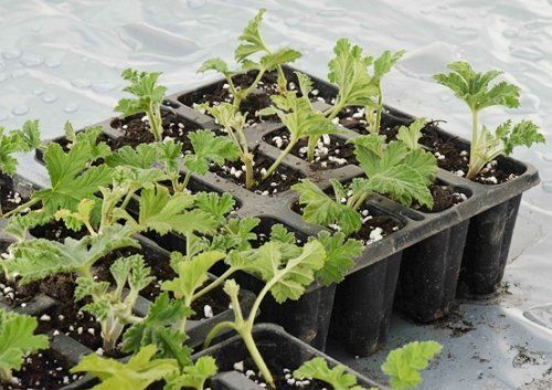 Как вырастить пеларгонию из семян в домашних условиях с фото
